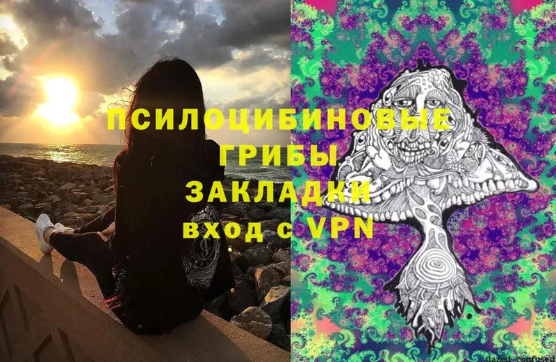 Псилоцибиновые грибы Psilocybe Петровск-Забайкальский